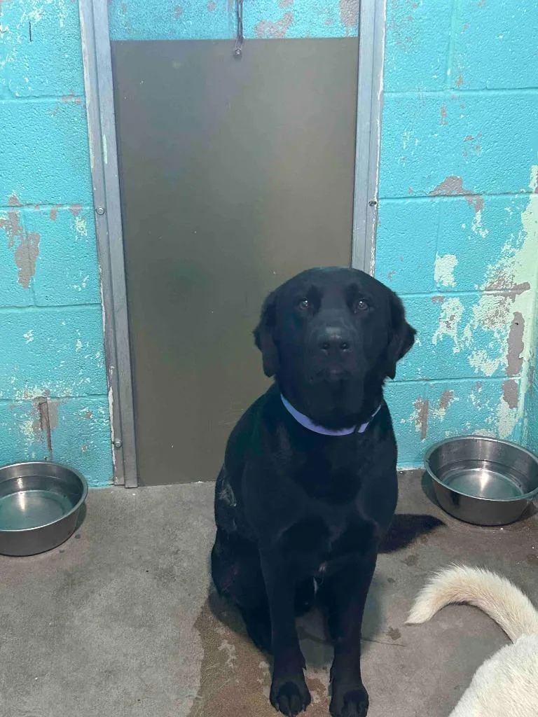 An adult large-sized male Black Labrador Retriever dog named Cain for adoption in Glen Rose, TX