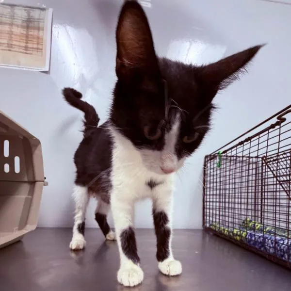 A young small-sized female Domestic Short Hair cat named Casey for adoption in Des Moines, IA