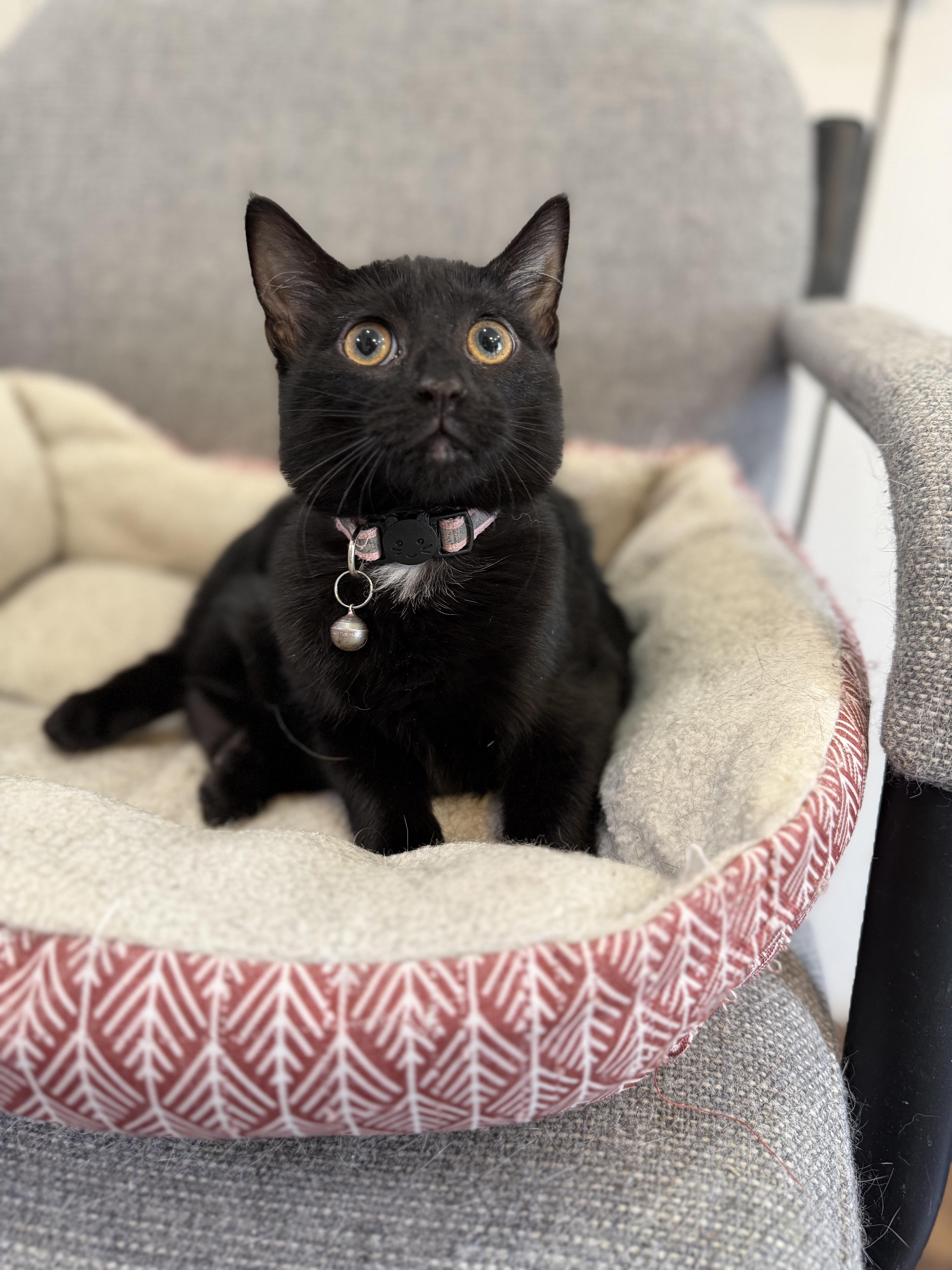 A baby small-sized female Black Domestic Short Hair cat named Laurel for adoption in Lawrenceville, GA
