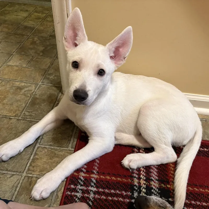 A baby medium-sized male White / Cream Shepherd dog named Goose for adoption in Raleigh, NC