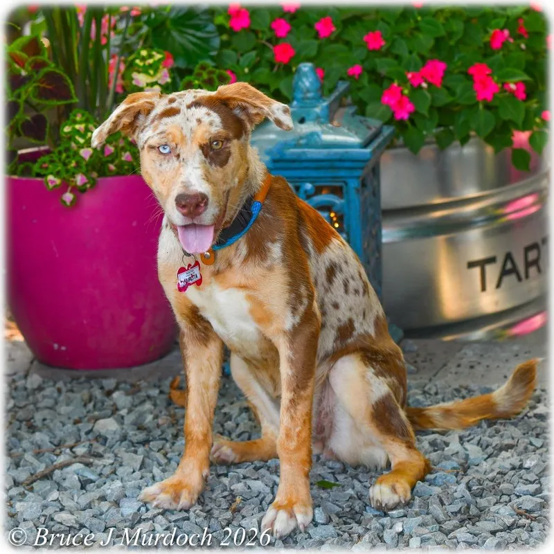 A young medium-sized female Red / Chestnut / Orange Catahoula Leopard Dog dog named Furlita for adoption in Wake Forest, NC