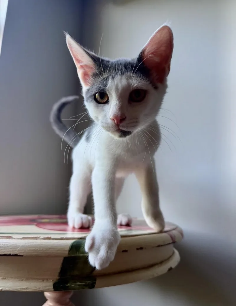A baby medium-sized male Gray & White Domestic Short Hair cat named Gizmo for adoption in Bellmawr, NJ