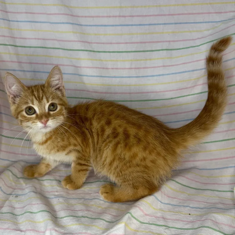 A baby small-sized female Orange / Red Norwegian Forest Cat cat named Amber for adoption in Mount Vernon, IL