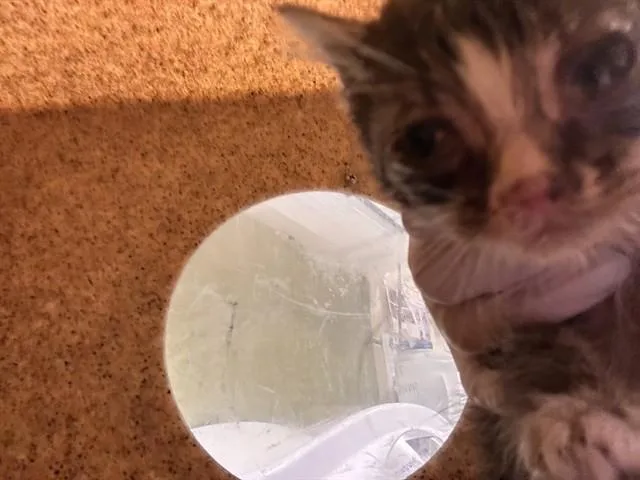 A baby small-sized male Domestic Short Hair cat named Freddie for adoption in Riverside, CA