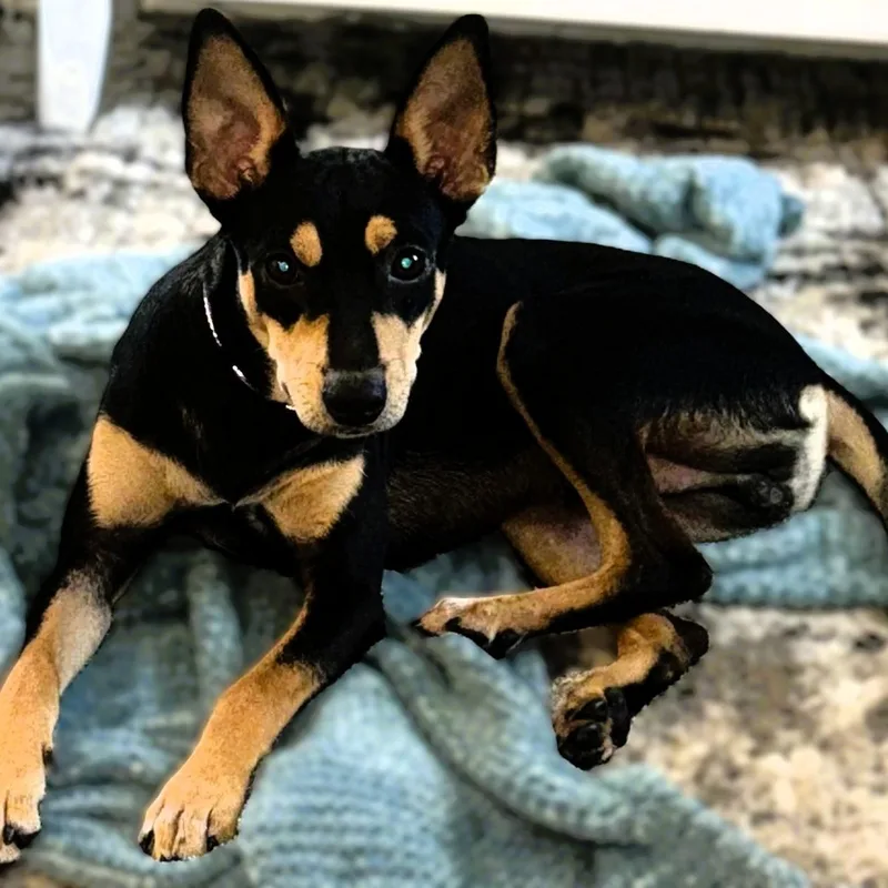 Max