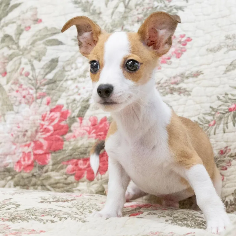 A baby small-sized male Yellow / Tan / Blond / Fawn Mixed Breed dog named Goliath for adoption in Cartersville, GA