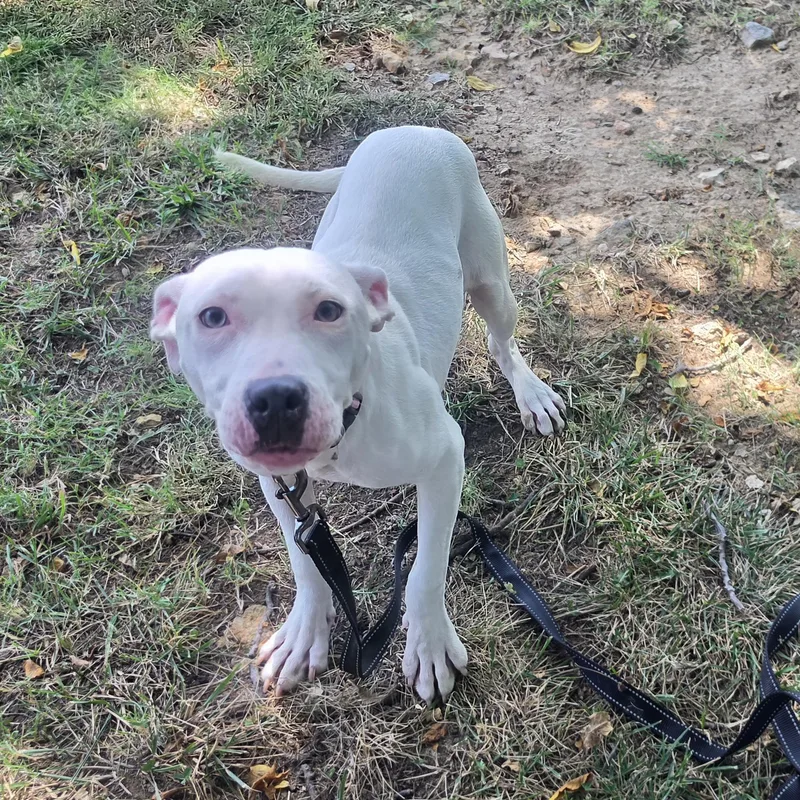 A baby medium-sized female White / Cream Pit Bull Terrier dog named Peapod for adoption in Lowell, AR