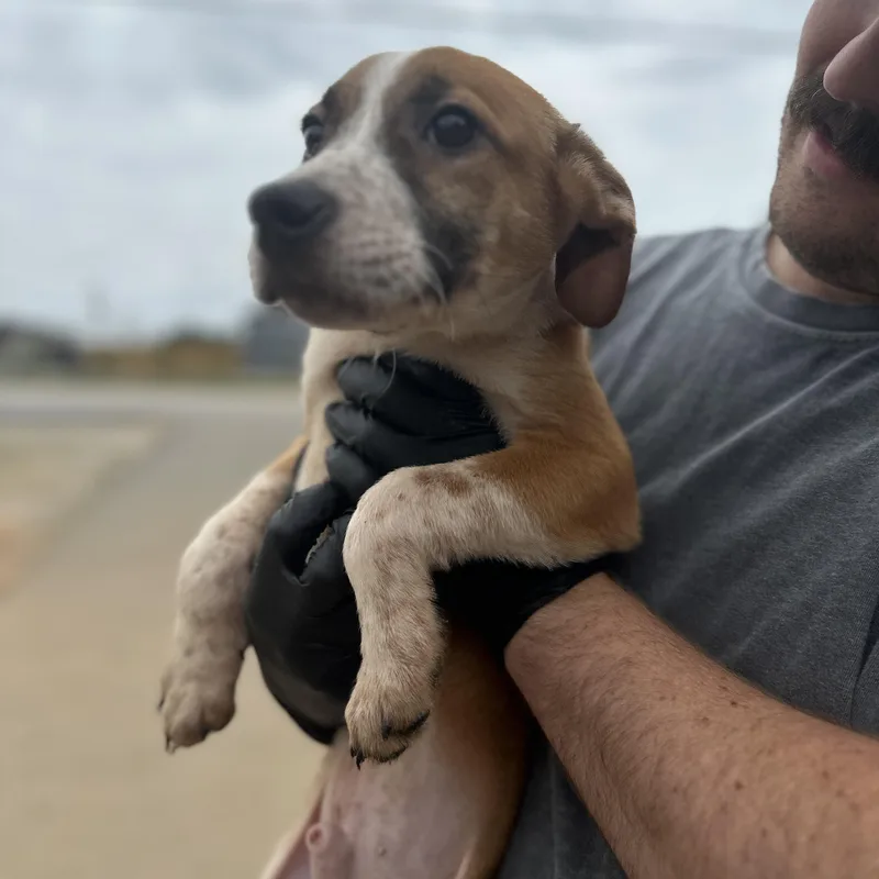 A baby medium-sized male Brown / Chocolate Hound dog named Choker for adoption in Columbia, SC