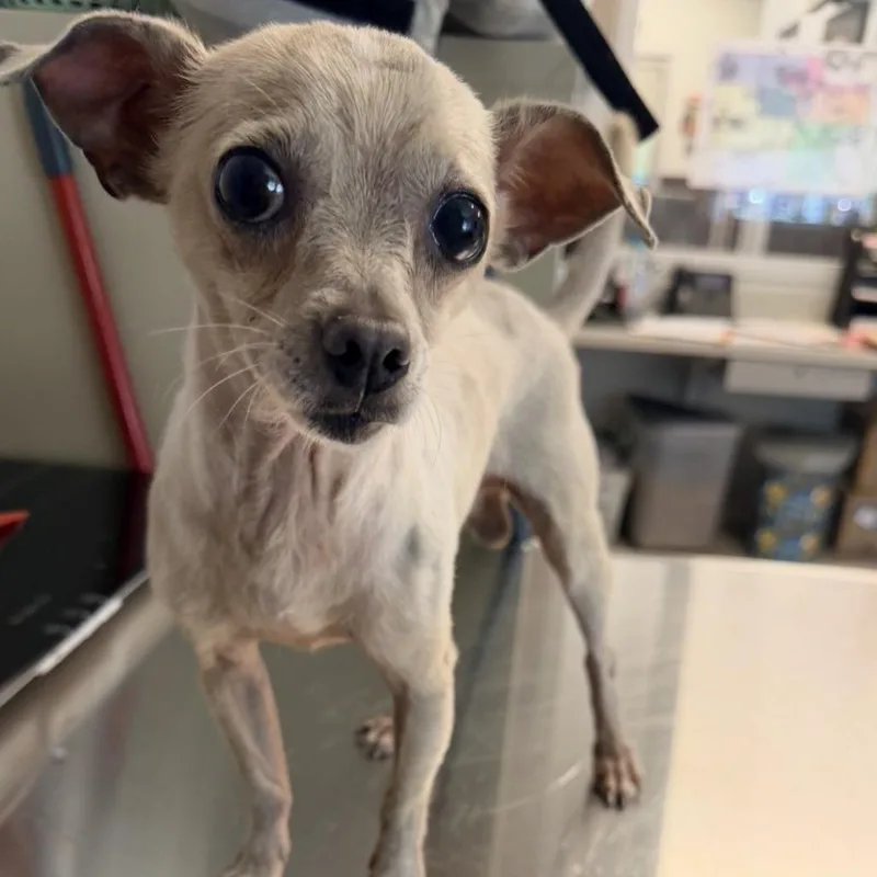 An adult small-sized male Yellow / Tan / Blond / Fawn Chihuahua dog named Dolph for adoption in Horn Lake, MS