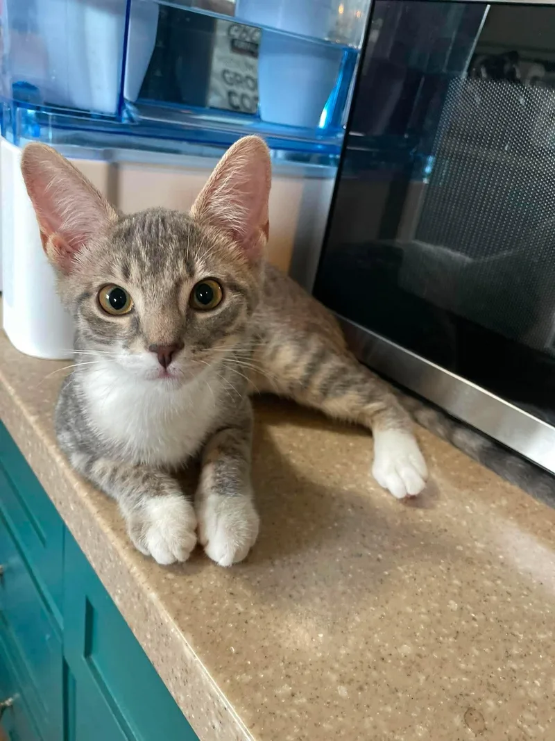 A baby small-sized female Tabby (Buff / Tan / Fawn) Domestic Short Hair cat named Tangle for adoption in Hartville, OH