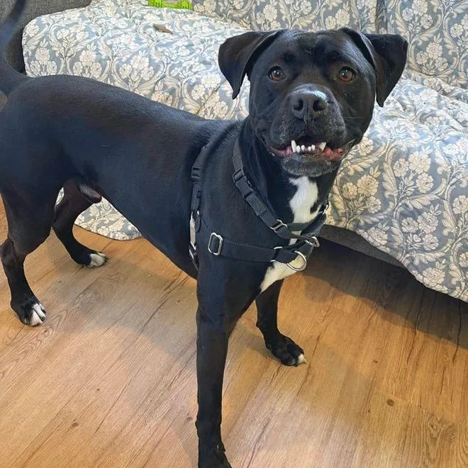 An adult large-sized male Black Boxer dog named Filo for adoption in Austin, TX