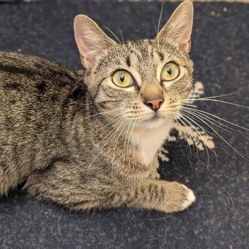 A young medium-sized female Gray / Blue / Silver Domestic Short Hair cat named Ladybug for adoption in Long Beach, CA