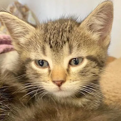An adult medium-sized male Gray / Blue / Silver Domestic Short Hair cat named Jalapeno for adoption in Norfolk, NE