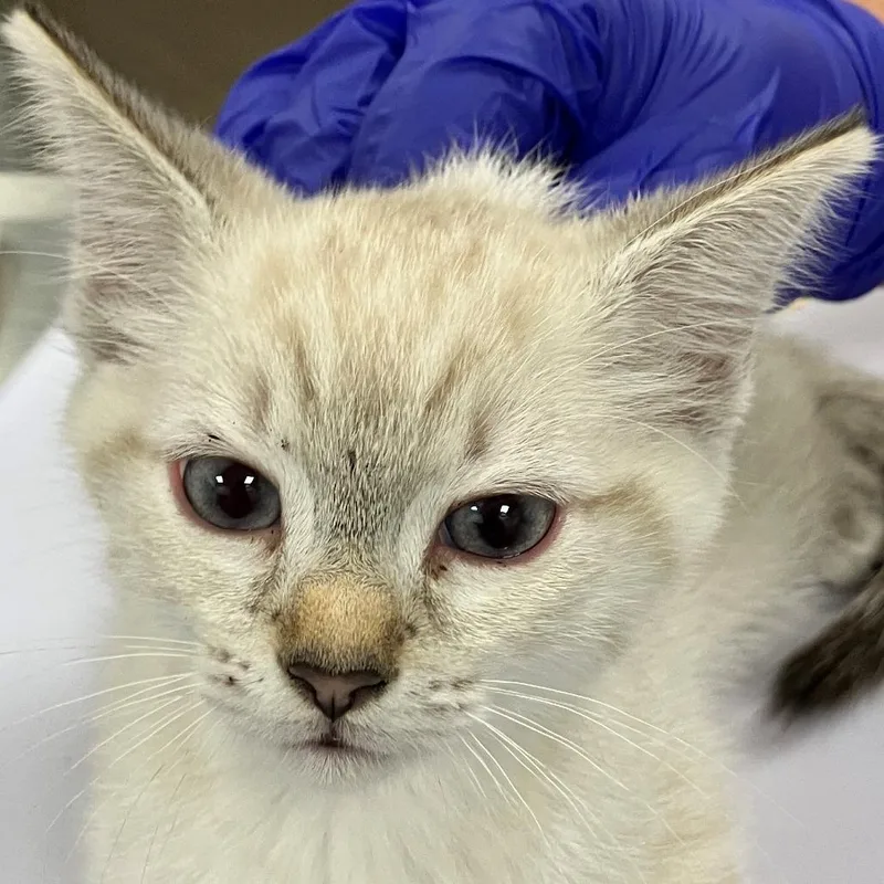 A baby small-sized female White Domestic Short Hair cat named 111894 for adoption in Las Cruces, NM