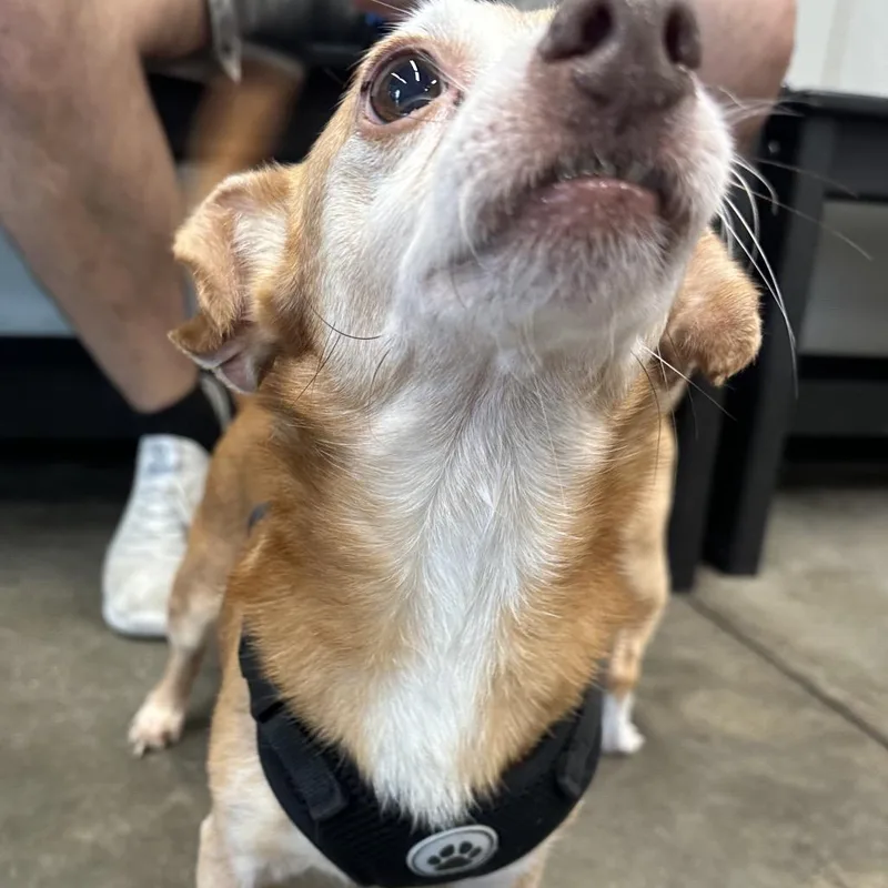 A senior small-sized male Yellow / Tan / Blond / Fawn Chihuahua dog named Brutus for adoption in Tampa, FL
