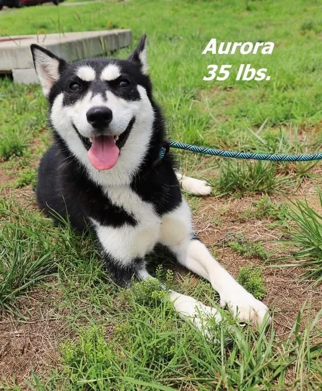 Aurora