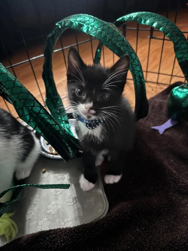 A baby small-sized male Domestic Short Hair cat named Smokey for adoption in Orlando, FL