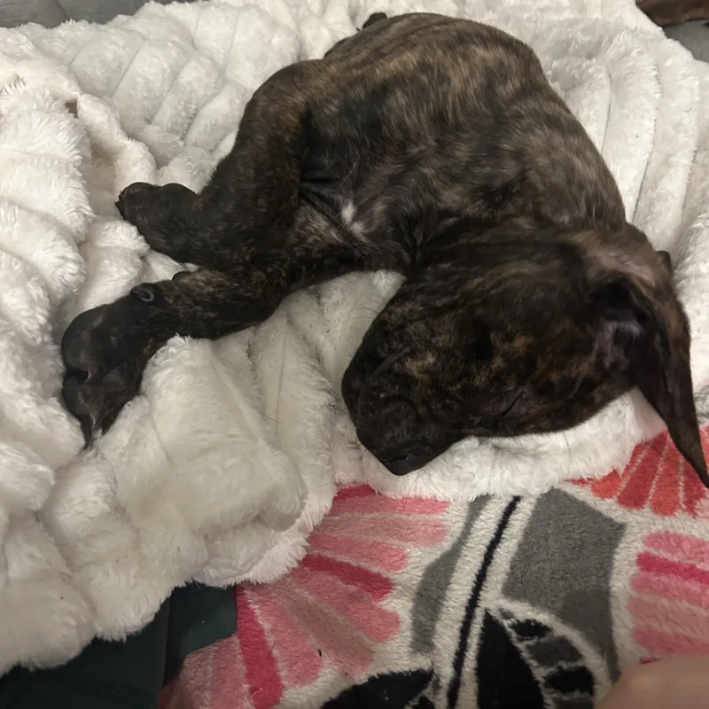 Snuggles