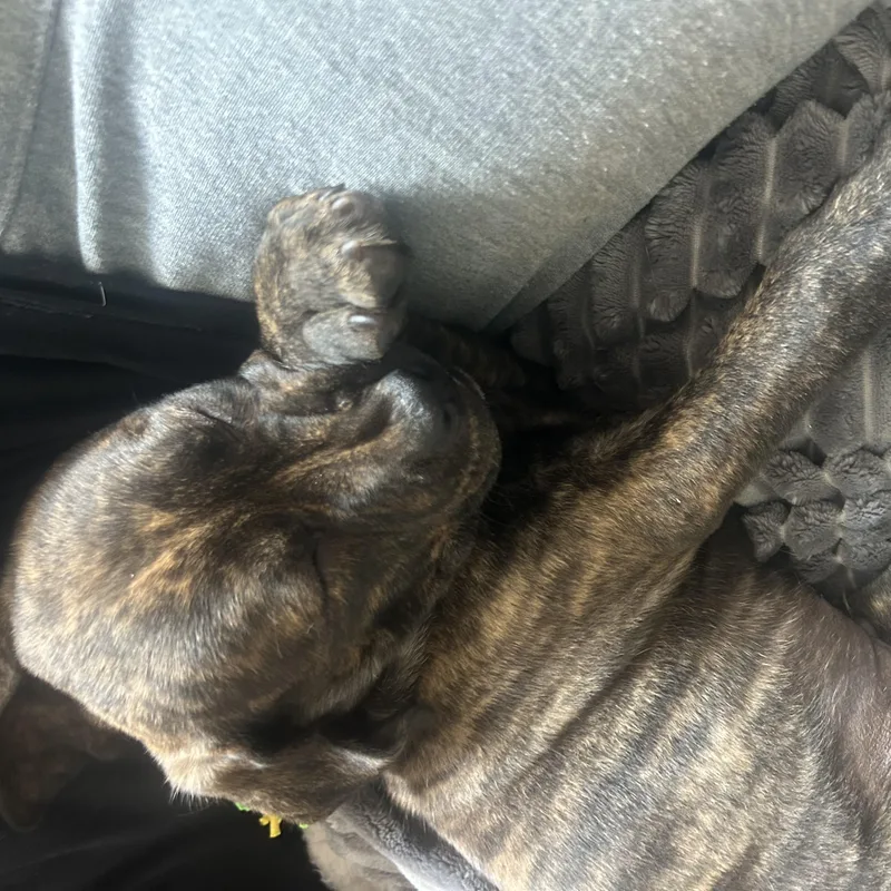 Snuggles thumbnail 4