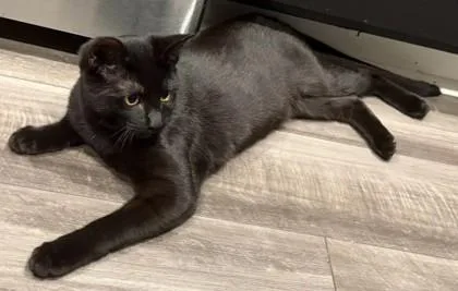 Quicksilver `a Priority Pet` thumbnail 2