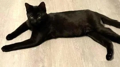 Quicksilver `a Priority Pet` thumbnail 3