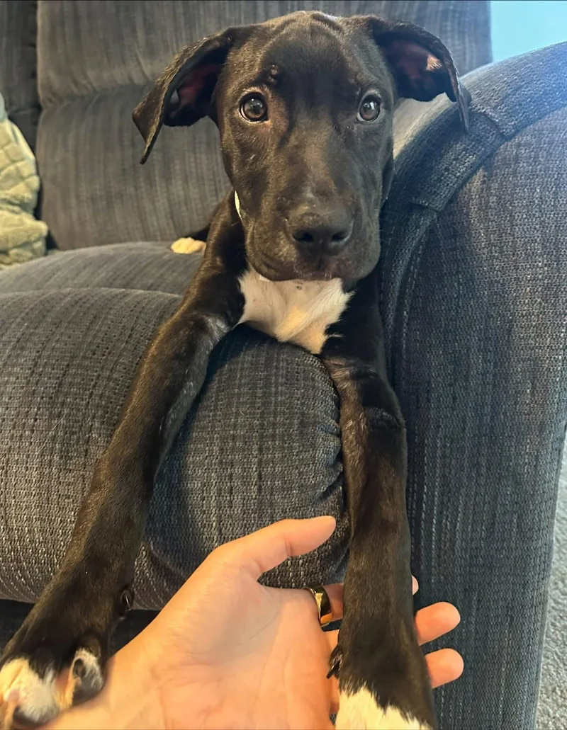 A young large-sized male Black Pit Bull Terrier dog named Bean for adoption in Lexington, MO