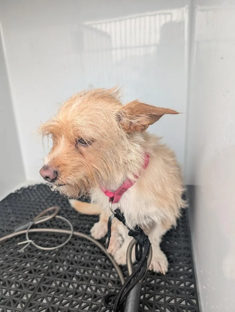 An adult small-sized male Terrier dog named Fonzy for adoption in Vineland, NJ