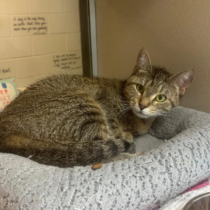 An adult small-sized female Brown / Chocolate Domestic Short Hair cat named Patricia for adoption in Marshalltown, IA