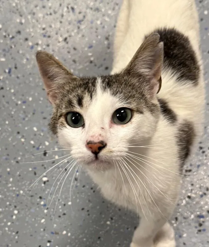 An adult medium-sized male Domestic Short Hair cat named Jeff for adoption in Yankton, SD