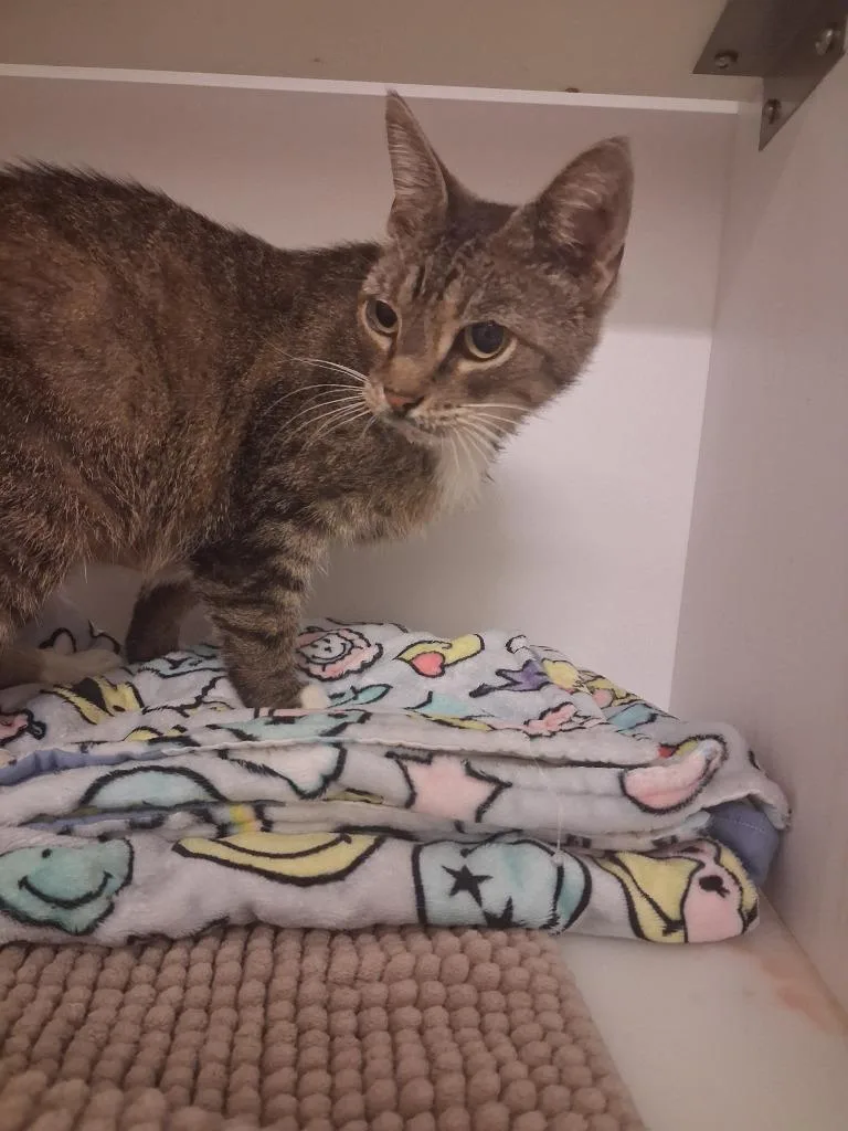 A young medium-sized male American Shorthair cat named Molly for adoption in Neosho, MO