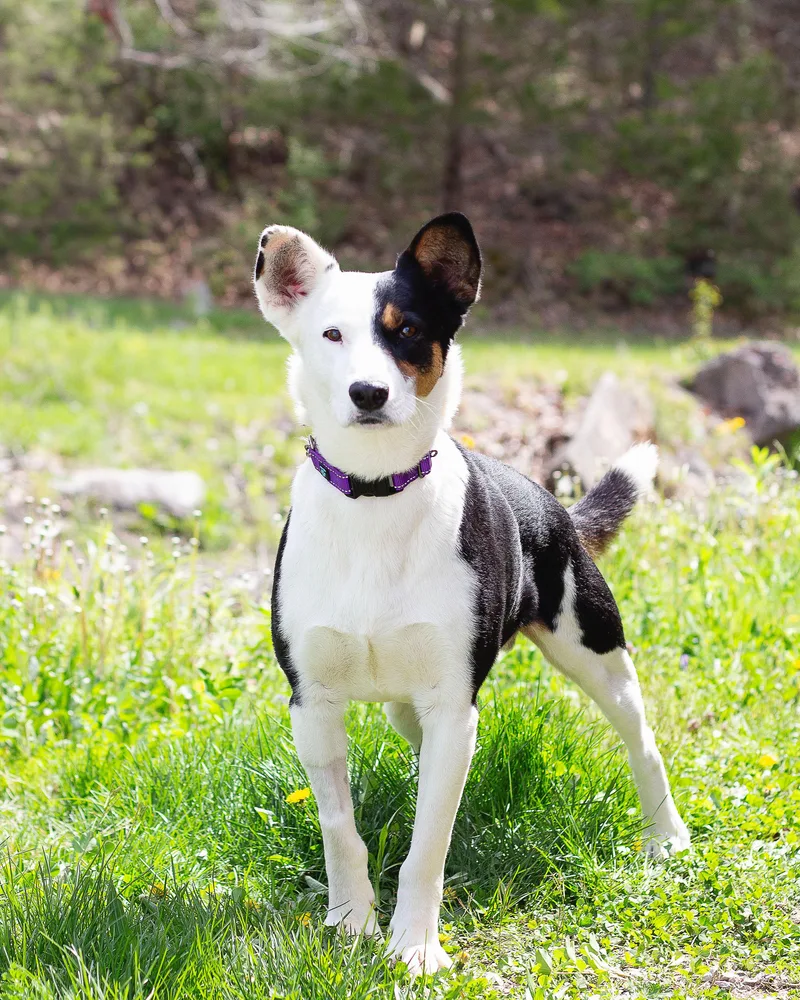 An adult medium-sized male Tricolor (Brown, Black, & White) Australian Cattle Dog / Blue Heeler dog named Kubota for adoption in Sunbright, TN