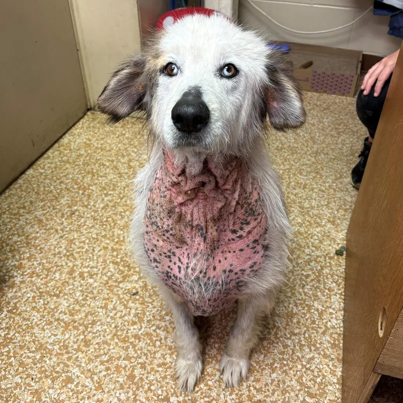 An adult medium-sized male Gray / Blue / Silver Australian Shepherd dog named Dj for adoption in Chehalis, WA
