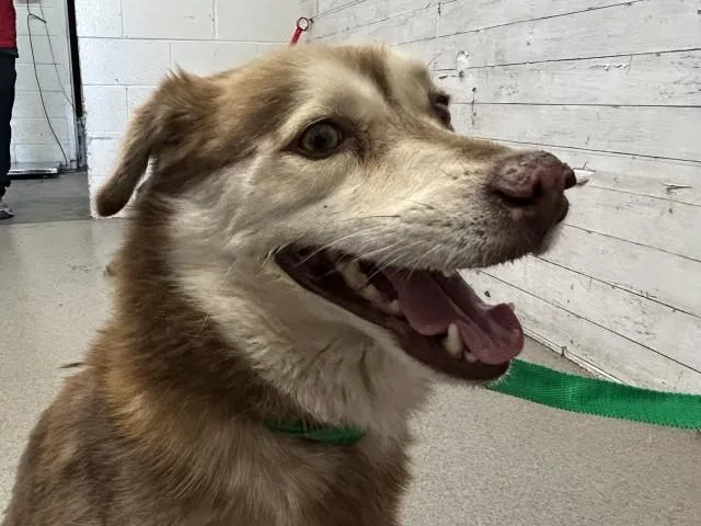 A young medium-sized male Klee Kai dog named Peter for adoption in San Bernardino, CA
