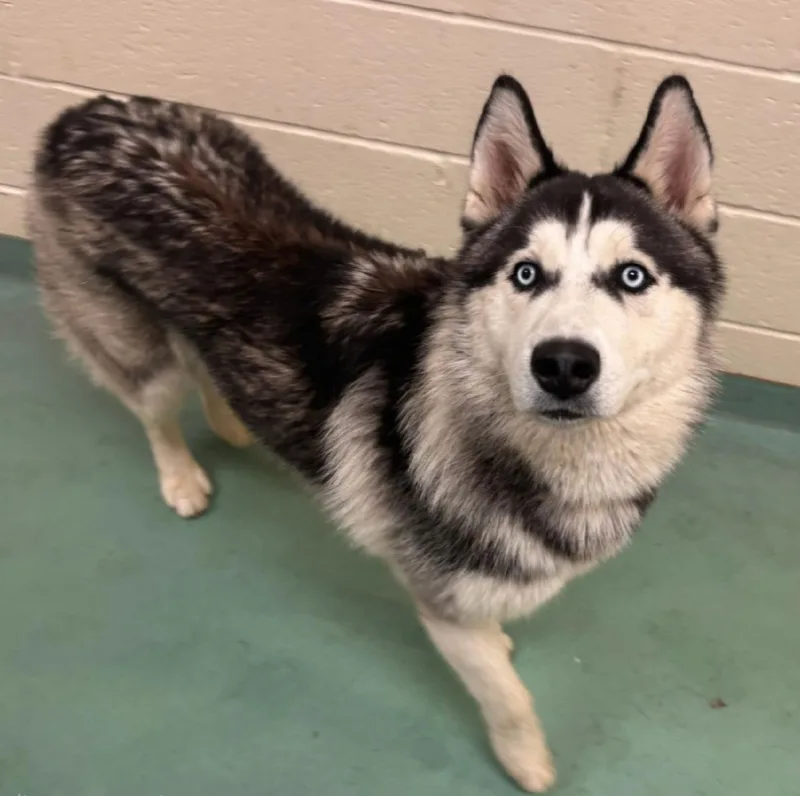 An adult medium-sized male Black Husky dog named Loki for adoption in Watertown, CT