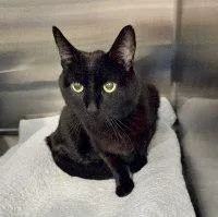An adult medium-sized male Black Domestic Short Hair cat named Lucky for adoption in Henderson, NV