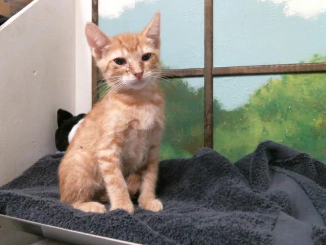 A baby small-sized male Domestic Short Hair cat named Calypso for adoption in Houston, TX