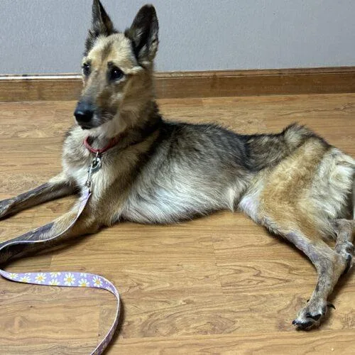 A senior small-sized female Bicolor German Shepherd Dog named Wendy for adoption in Raleigh, NC