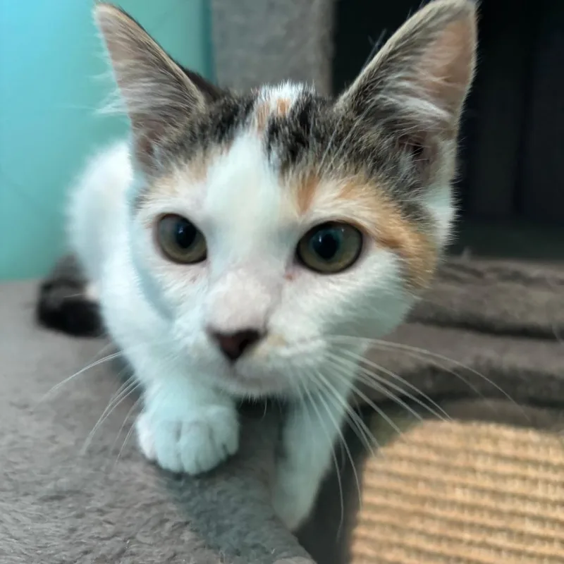 A baby small-sized female Domestic Short Hair cat named Amelia for adoption in Marion, VA