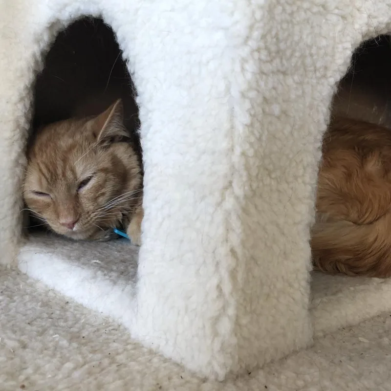 Waffles thumbnail 2