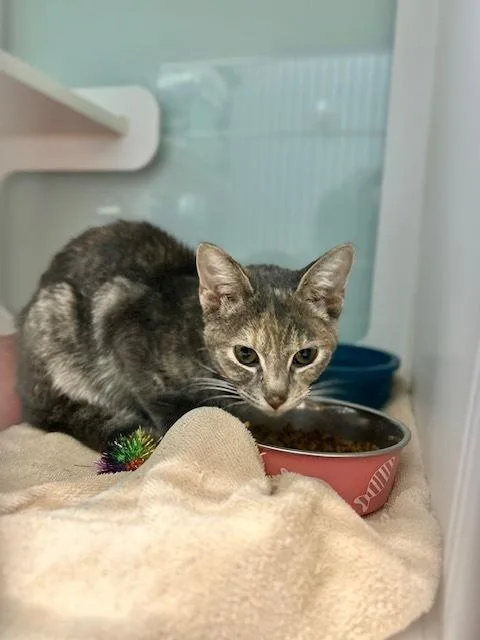 A baby small-sized female Gray / Blue / Silver Domestic Short Hair cat named Suzanna for adoption in Muskegon, MI