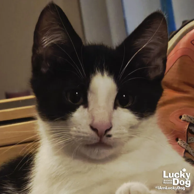 A baby medium-sized male Domestic Short Hair cat named Shaw for adoption in Washington, DC