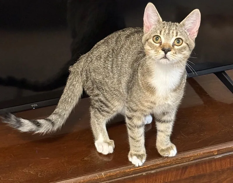 A baby medium-sized male Tabby (Brown / Chocolate) Domestic Short Hair cat named Kevin for adoption in Cincinnati, OH
