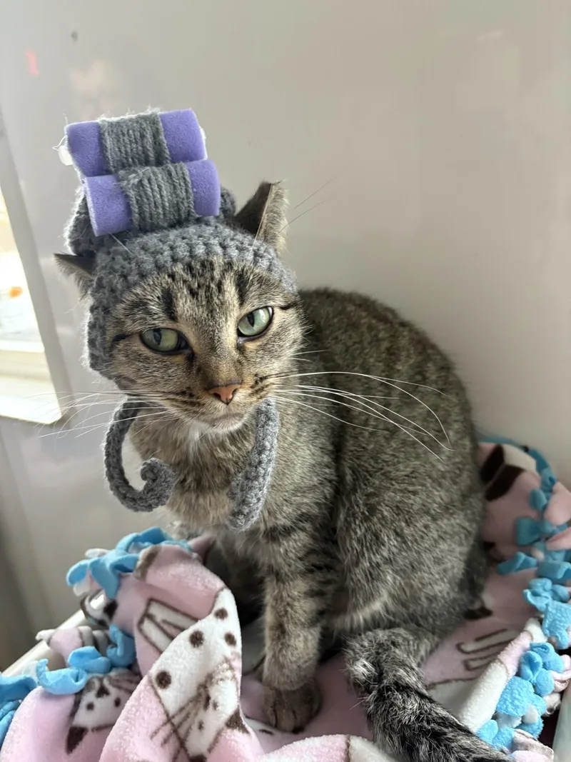 Rosemary thumbnail 2