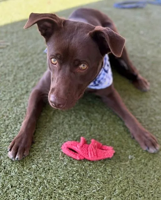 An adult medium-sized female Brown / Chocolate Labrador Retriever dog named Hazel for adoption in Fayetteville, AR