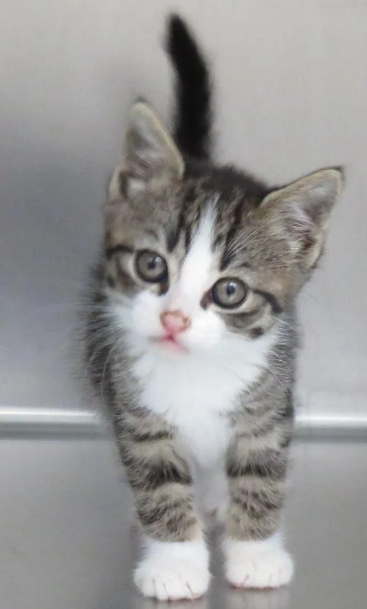 A baby medium-sized female Tabby (Brown / Chocolate) Domestic Short Hair cat named Espresso for adoption in Lexington, VA