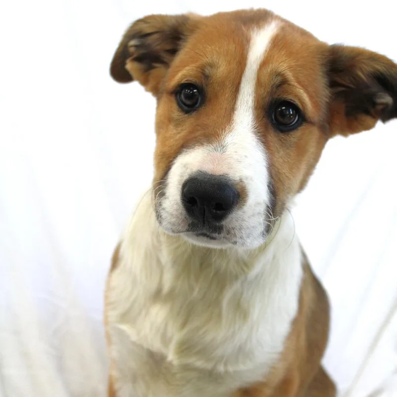 A baby small-sized female Brown / Chocolate Husky dog named Eclipse for adoption in Michigan City, IN