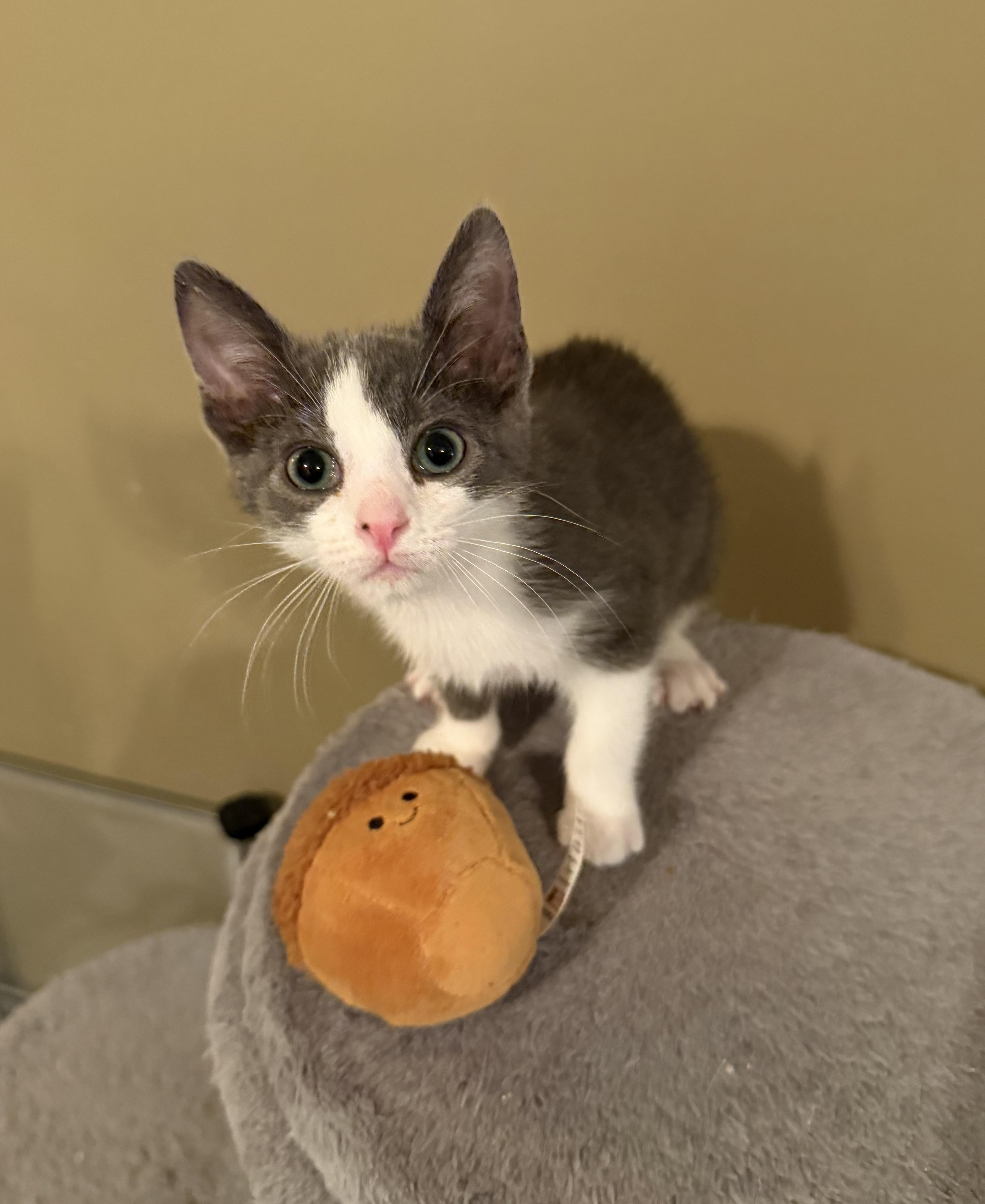 A baby small-sized female Gray & White Domestic Short Hair cat named Honey for adoption in Murfreesboro, TN