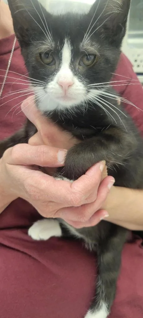 A baby medium-sized female Domestic Short Hair cat named Lilith for adoption in New Kensington, PA