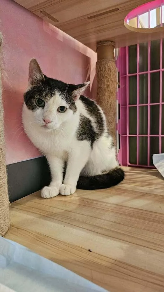 An adult large-sized male Black & White / Tuxedo Domestic Short Hair cat named Frank for adoption in Chicago, IL