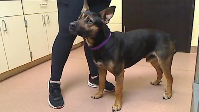 A young large-sized male German Shepherd Dog dog named Zhong for adoption in Cookeville, TN